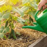 jak czesto podlewac ogorki