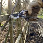 jak przycinac jezyny