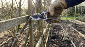 jak przycinac jezyny