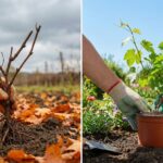 kiedy sadzimy winogrono