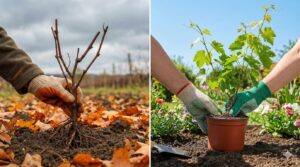 kiedy sadzimy winogrono