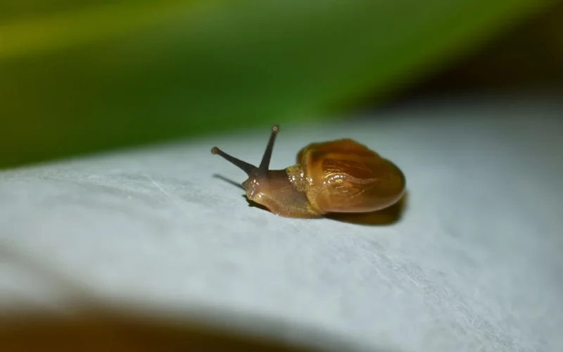 ślimak, brown snail, outdoor, lato, brązowy, nature, zbliżenie, season, naturalny, ogród, natura, garden