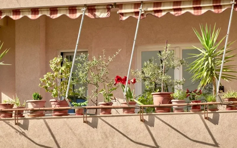 Charming Tirana balcony adorned with diverse potted plants, creating a vibrant outdoor space.
