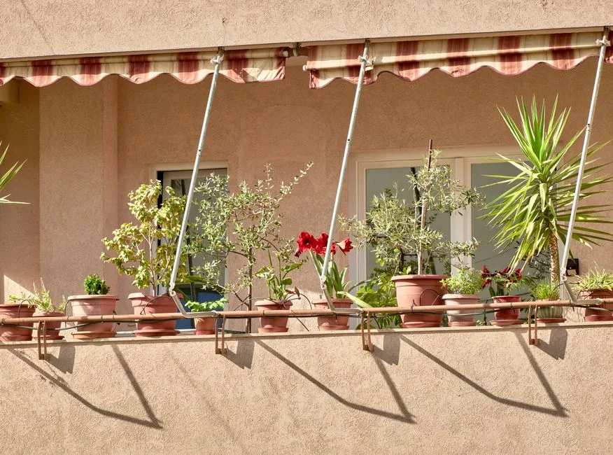 5 krzewów ozdobnych kwitnących przez całe lato na balkon - ranking najpiękniejszych