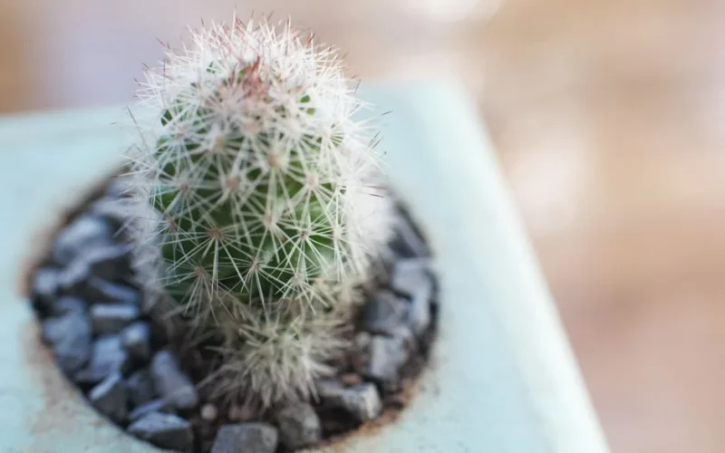 A detailed close-up shot of a small prickly cactus in a decorative pot. Perfect for indoor plant lovers.