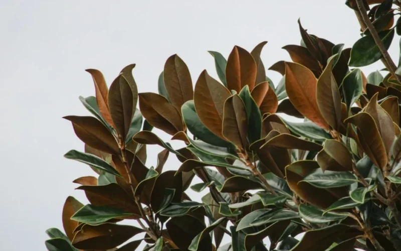 Close-up of magnolia leaves with red-brown hues against a clear sky, showcasing natural beauty.