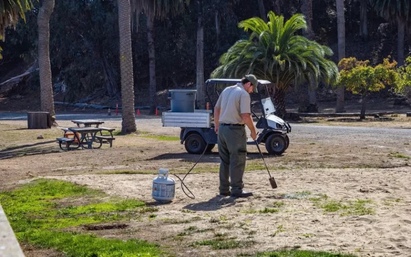 A worker using a gas torch to maintain a park area on a sunny day, surrounded by palm trees.