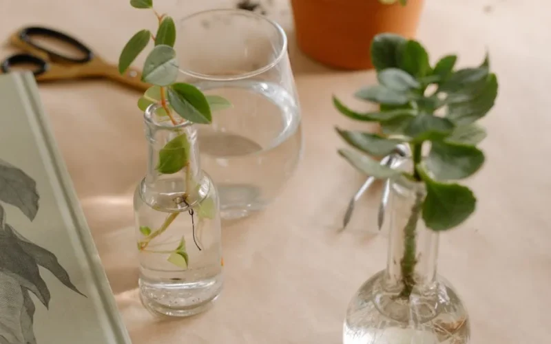 Natural still life with plant cuttings in glass bottles on a table. Perfect for gardening and lifestyle themes.