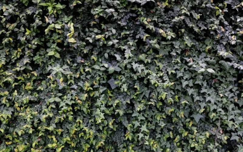 Dense green ivy leaves creating a natural textured wall background.