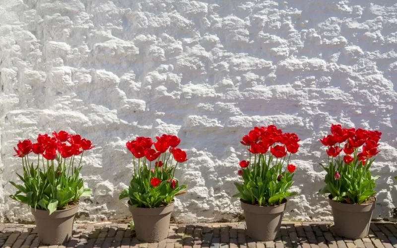 Row of red tulip pots in sunlight by a white brick wall, perfect for summer decor.