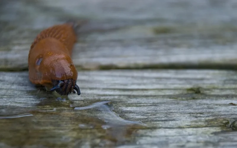 5 sposobów na naturalne zwalczanie ślimaków w ogrodzie bez chemii