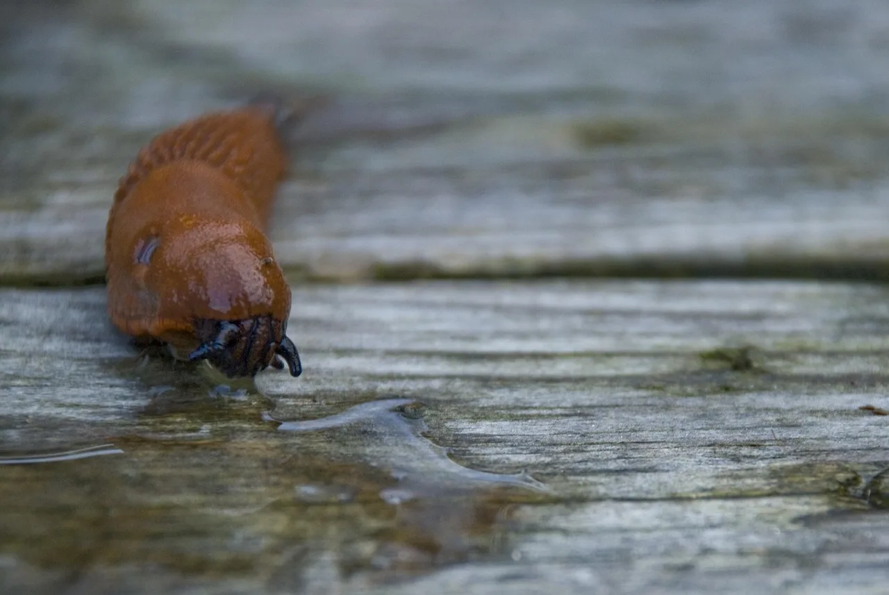 5 sposobów na naturalne zwalczanie ślimaków w ogrodzie bez chemii