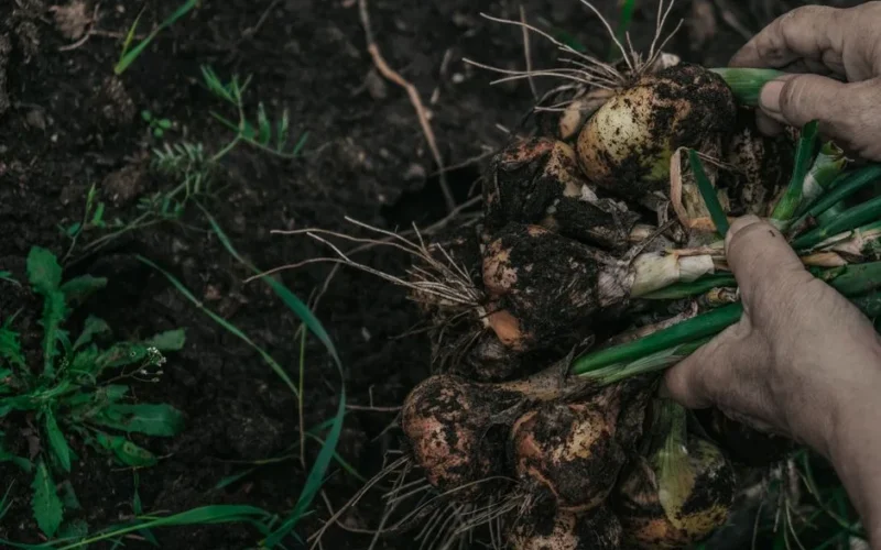 Close-up of hands pulling freshly harvested onions from rich soil, showcasing farming and agriculture.