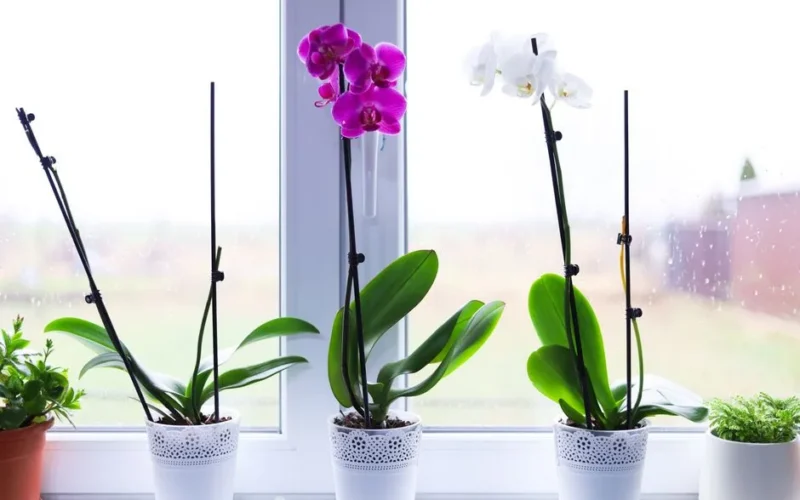 Close-up of vibrant orchids in pots on a bright windowsill indoors.