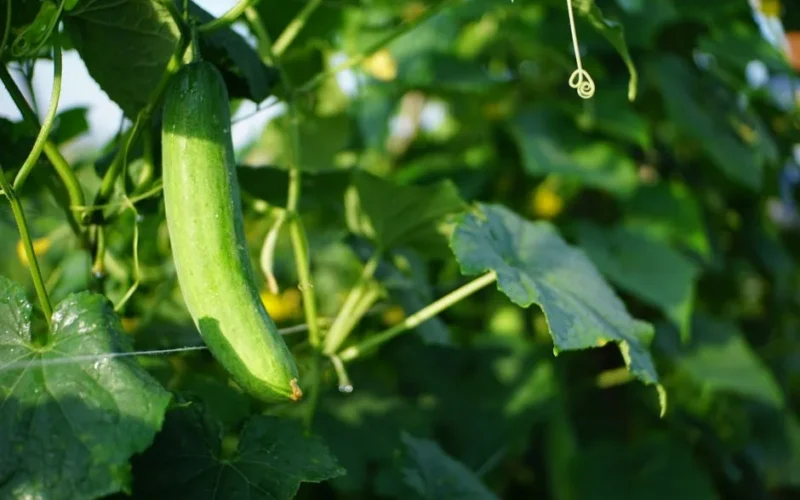 Close-up of a fresh cucumber on the vine, bathed in gentle sunlight in a lush garden setting.