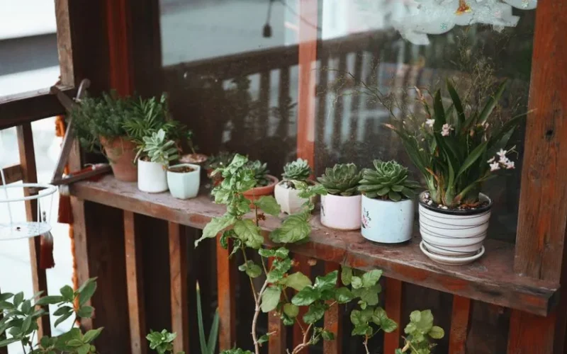 A cozy balcony adorned with a variety of potted succulents and plants, offering a touch of nature.