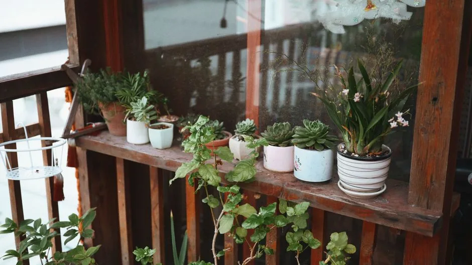 7 roślin, które oczyszczają powietrze na balkonie - naturalny filtr w miejskiej dżungli