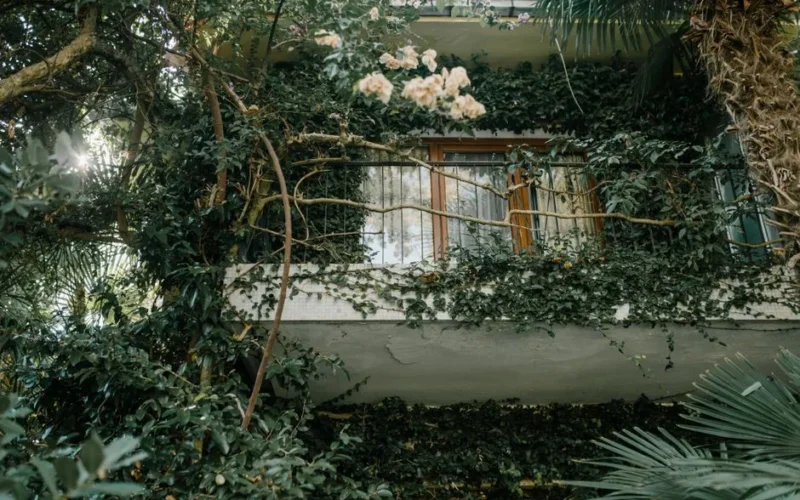 A balcony covered with lush greenery and vines, creating a natural oasis.