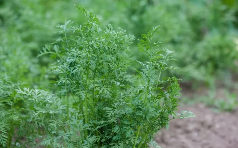 Close-up of lush green carrot plants growing in an outdoor garden.