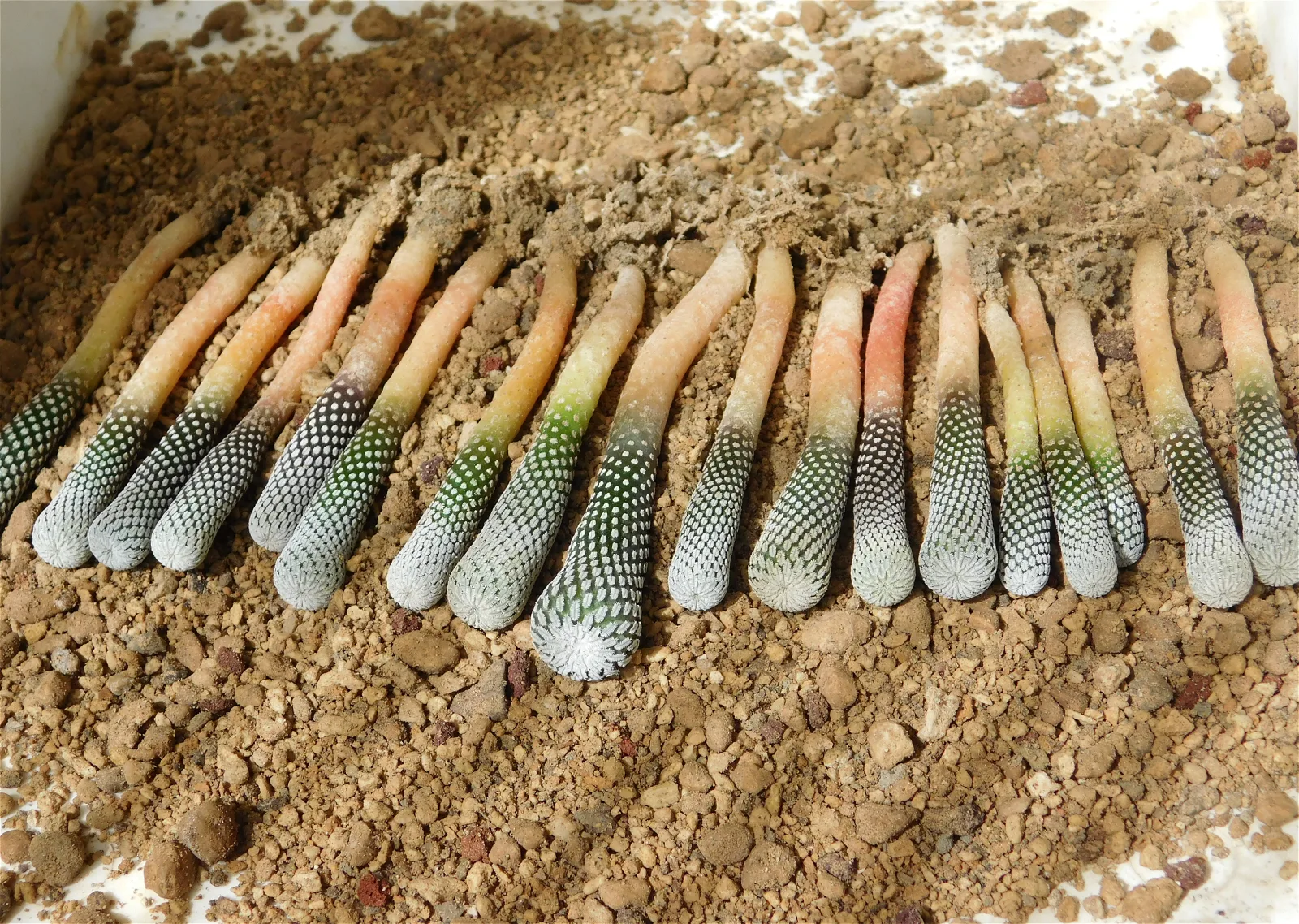 1 year old seedlings (Ø 0.6 - 1,3cm) ready to repot.

Interestingly enough, they show an elongated shape in the first years of growth, then the apex slowly starts to enlarge becoming flattened  with time, while the elongated stem, now buried in the soil, starts to lose his spines and becomes part of the large tap root.