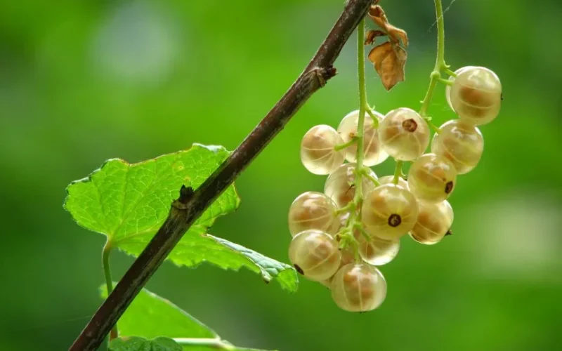 Detailed close-up of ripe gooseberries hanging on a vine amidst lush green leaves.