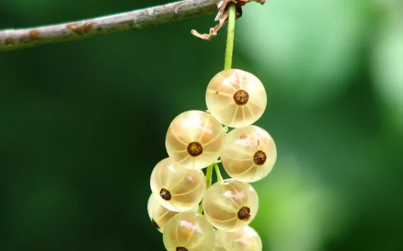 Lush ripe gooseberries hanging on a branch with a vibrant green background.