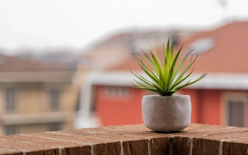 Vibrant green succulent plant in a concrete pot on a brick balcony with blurred urban background.