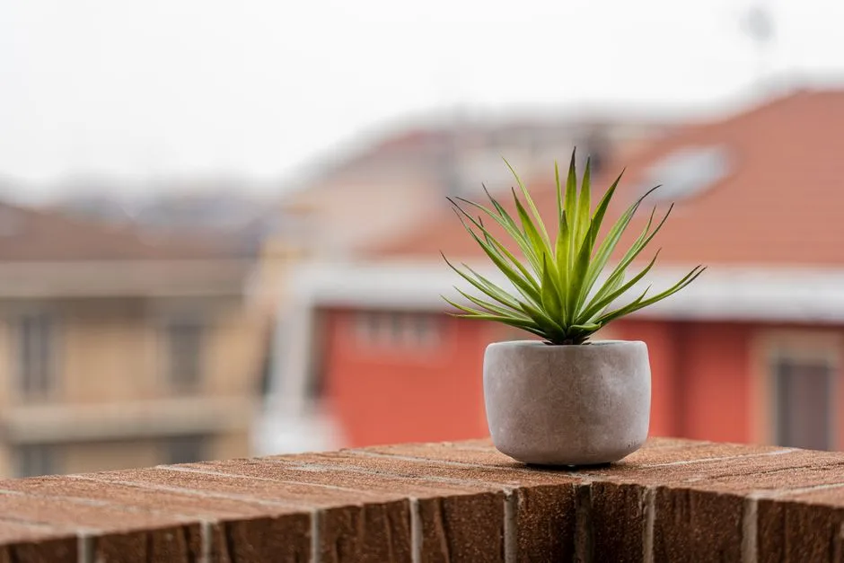 Aloes na Balkonie - 5 Złotych Zasad Pielęgnacji dla Bujnego Wzrostu