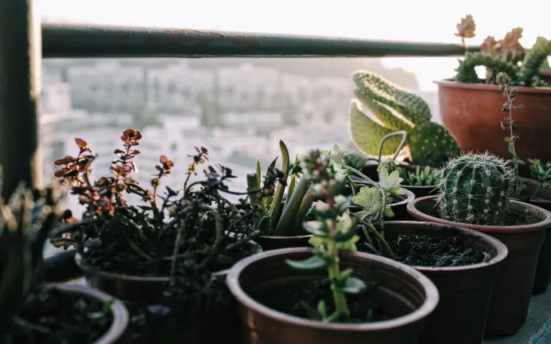 A serene arrangement of succulents and cacti in pots on a sunlit balcony.