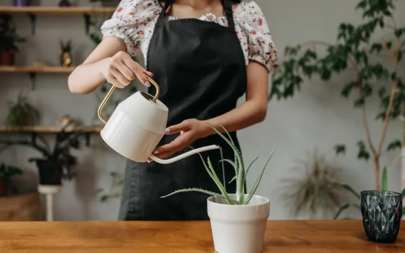 A young woman waters a potted plant indoors, emphasizing plant care and home gardening.