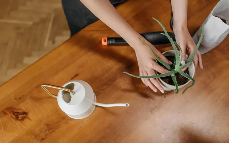 Hands potting an Aloe Vera plant with gardening tools on a wooden table.