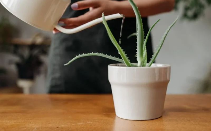 Aloe vera plant in a white pot being watered with a watering can indoors.
