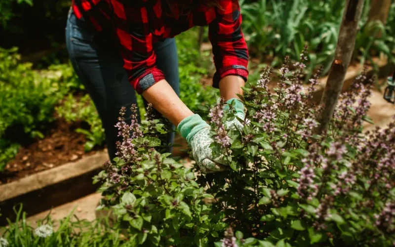 A woman wearing gloves prunes basil plants in a lush summer garden, showcasing horticultural care.