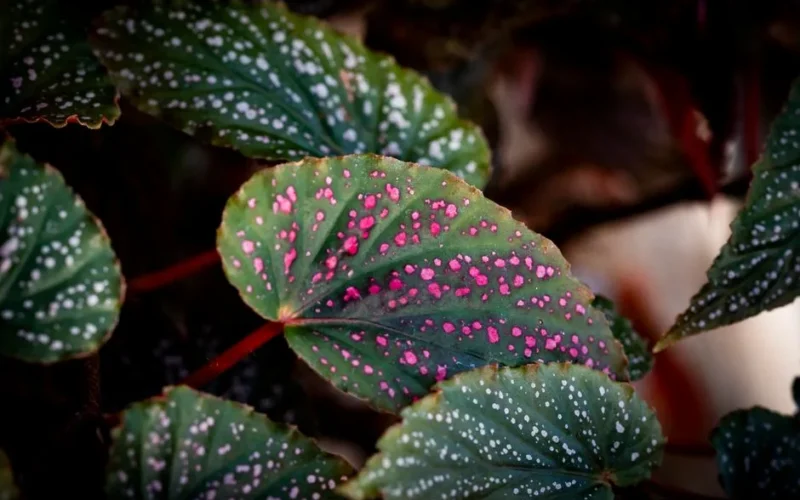 Detailed view of polka dot begonia leaves with pink spots captured in Mansfield, Ohio.