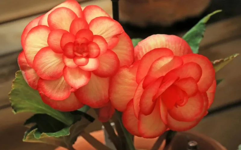 Close-up of vibrant red begonia flowers showcasing their detailed petals and lush leaves.