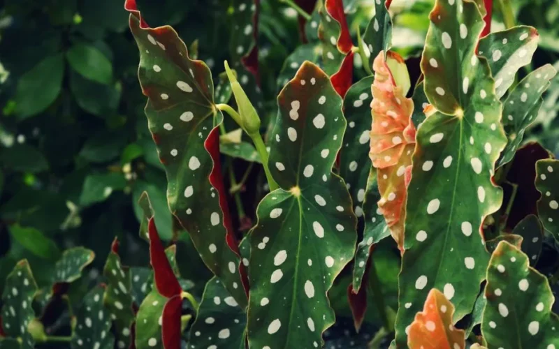 Close-up of vibrant Begonia Maculata with distinctive white polka dots in outdoor garden setting.
