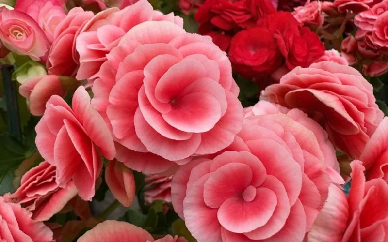 A detailed close-up of vibrant pink begonias in full bloom, highlighting their lush petals.