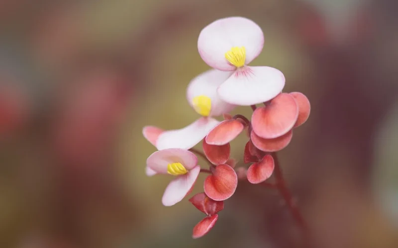 begonia, roślina domowa, roślina ozdobna, kwiat, begoniaceae, rośliny balkonowe, krzew begonia, pokój begonia, lśniące, makro, poświata, ścieśniać, zdjęcie makro