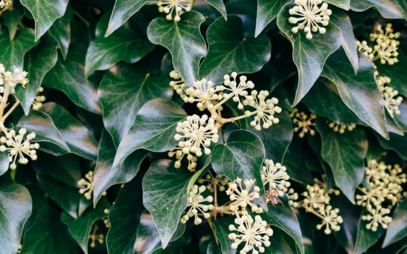 Close-up of lush ivy leaves with blooming flowers and a bee in natural light.