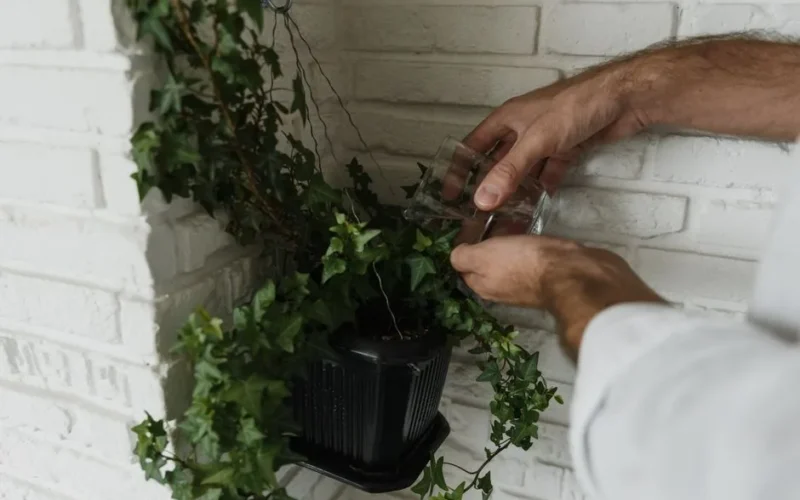Hands watering an indoor ivy plant against a white brick wall for optimal growth.