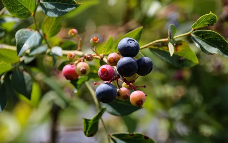 Vibrant close-up of blueberries ripening on a branch, surrounded by lush green leaves.