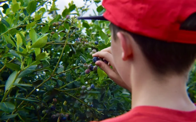 A young boy in a red cap picks ripe blueberries from a bush in a garden during the day.