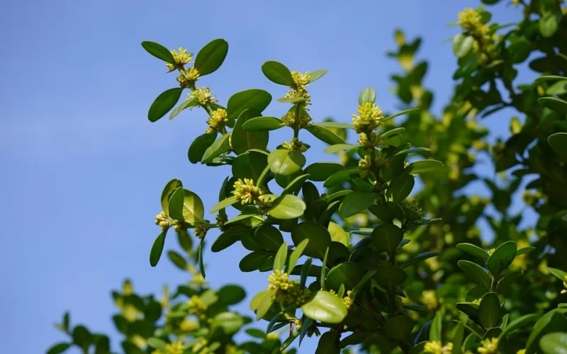 książki kwiaty, kwiaty, kwiatostany, kwiaty bukszpanu, książki, pospolity bukszpan, gałęzie, zielony, odchodzi, buxus sempervirens, bukszpan, buxus, natura, roślina ogrodowa, roślina ozdobna, krzew ozdobny