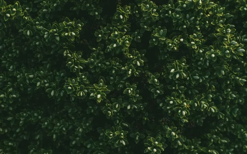 Natural background of green lush Buxus sempervirens flowering plant growing in garden on sunny day