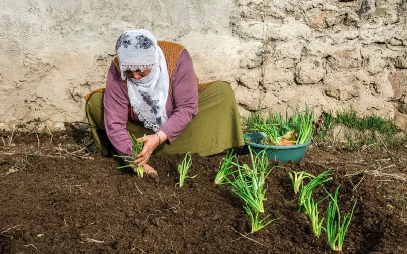 An adult woman planting onions in a rural garden, highlighting sustainable agriculture and traditional farming practices.