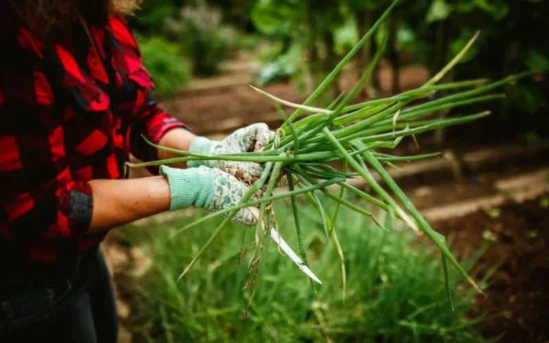 A woman in a plaid shirt harvesting fresh green onions from the garden.