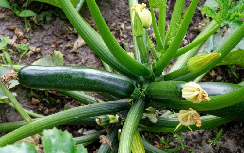 Close-up of a zucchini plant with blossoms in a garden, showing fresh vegetables ready for harvest.