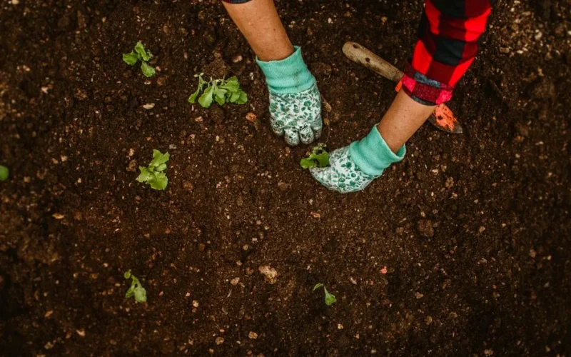 Hands wearing gloves planting seedlings in garden soil. Gardening tools visible. Outdoors, daytime.