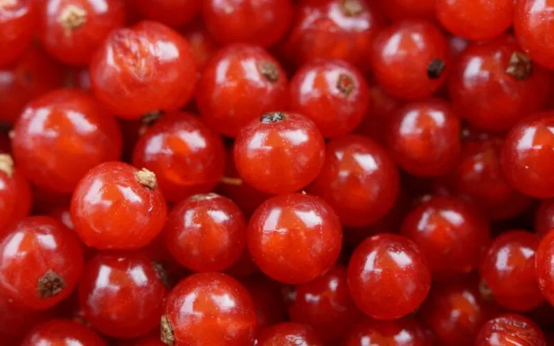 Porzeczki Podlewanie: 5 Zasad, Które Zapewnią Obfite Plony