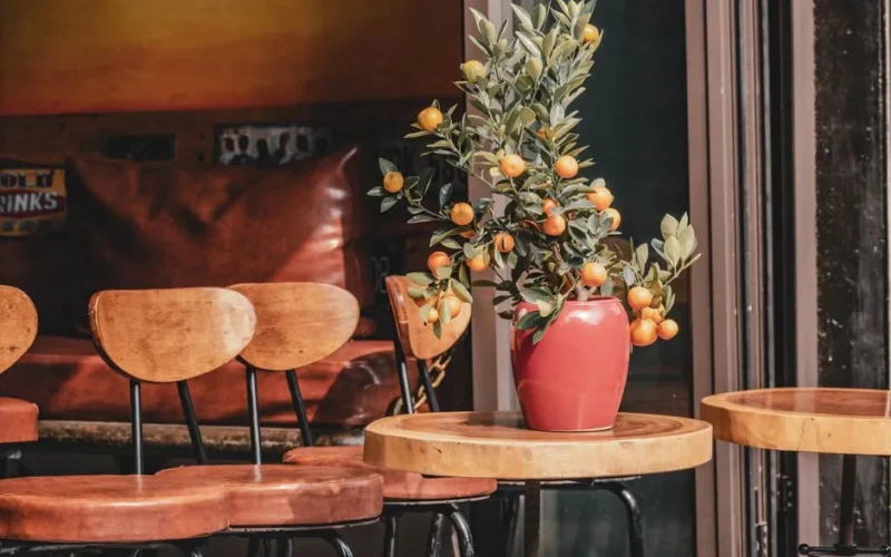 Warm and inviting cafe corner featuring a potted citrus plant on a wooden table.
